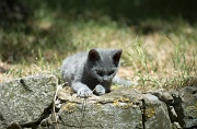 BRITISH SHORTHAIR C031